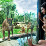 bali zoo park tour