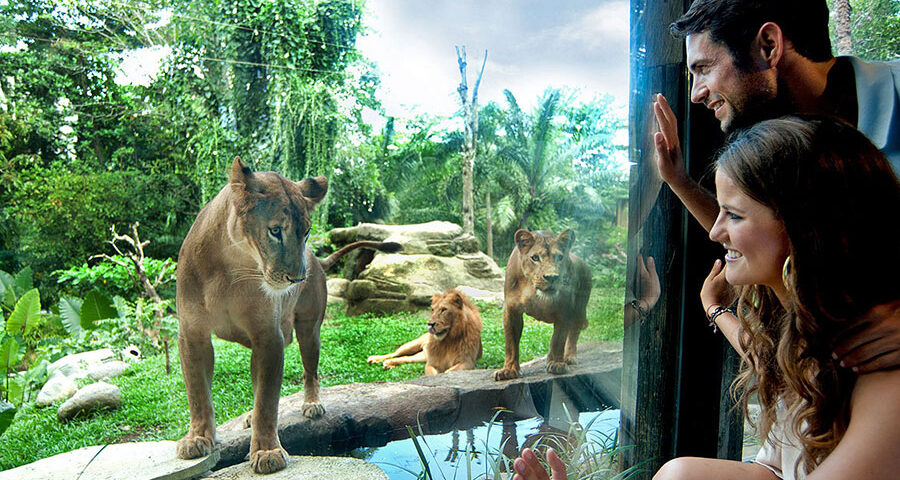 bali zoo park tour