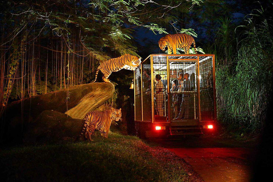 112-(NIGHT-SAFARI -Package)