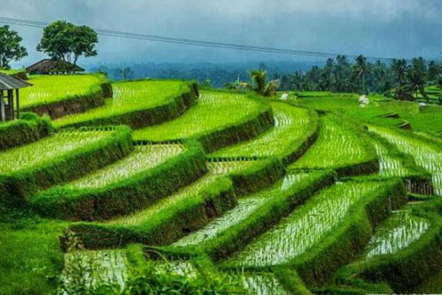 pupuan rice terrace - tabanan interesting places to visit - bali touristic