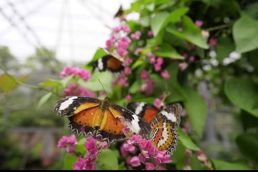 The Beauty but Fragile of Nature: Butterfly Park in Bali