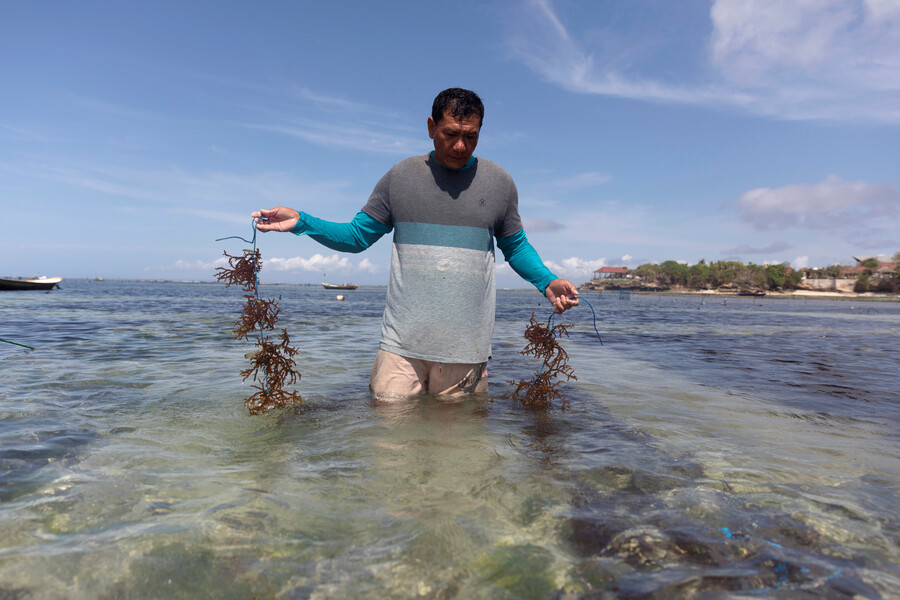 bali seaweed farm lembongan - klungkung interesting places to visit - bali touristic