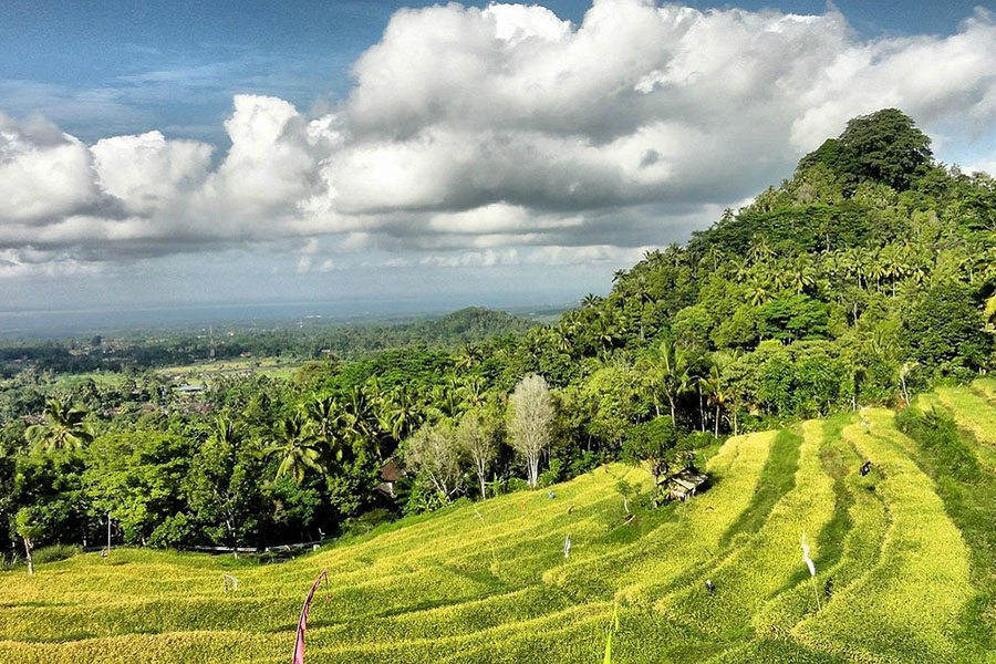 bukit jambul rice terrace - karangasem interesting places to visit - bali touristic