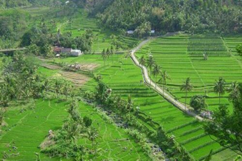 busungbiu rice terrace - buleleng interesting places to visit - bali touristic