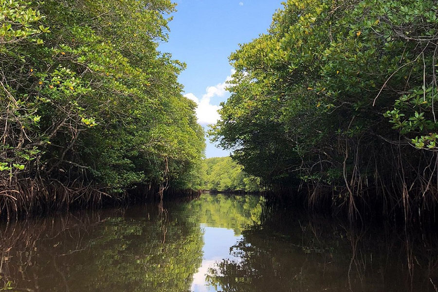 mangrove forest - klungkung interesting places to visit - bali touristic