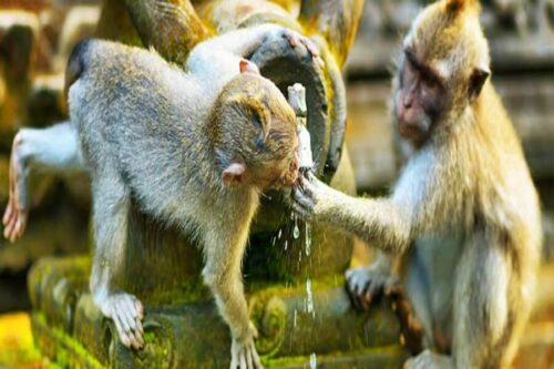 sangeh monkey forest - badung interesting places to visit - bali touristic