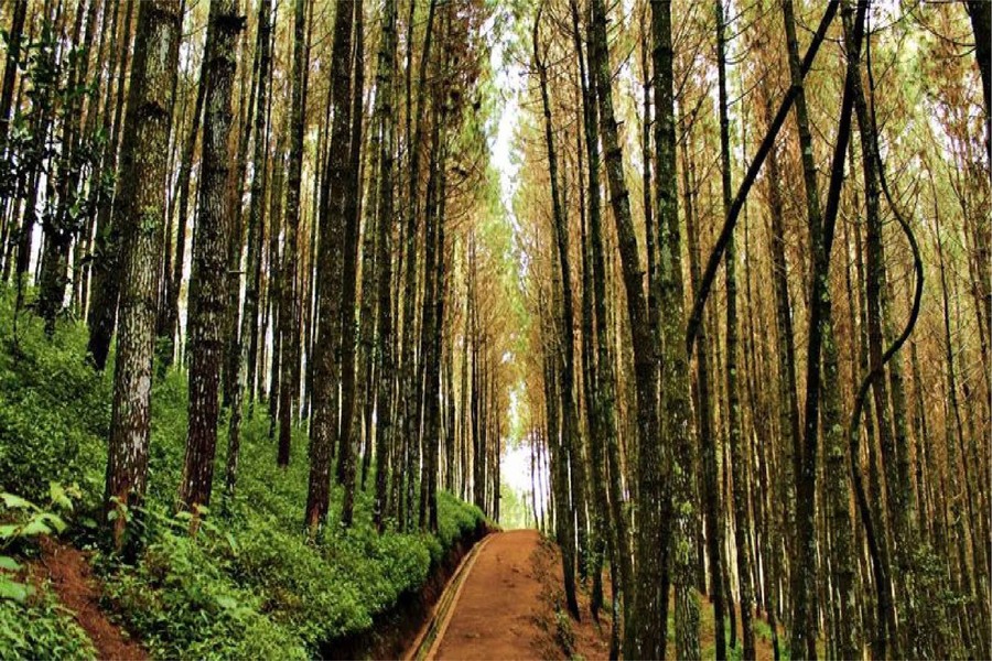 glalinggah pine forest - bangli interesting places to visit - bali touristic