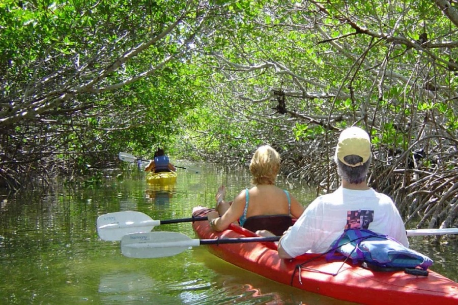 bali mangrove forest - denpasar interesting places to visit - bali touristic